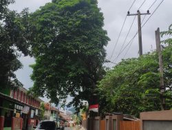 Warga di Bandar Lampung Minta Pemkot Segera Tebang Pohon Besar di Wilayahnya