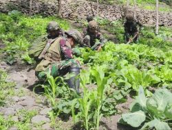 Satgas Yonif 521/DY Bantu warga Berkebun di Distrik kurima
