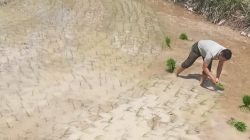 Turun Langsung Tanam Padi, Penyuluh Pertanian Kecamatan Sinjai Tengah Beri Bimbingan 