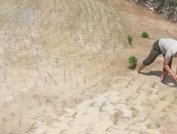 Turun Langsung Tanam Padi, Penyuluh Pertanian Kecamatan Sinjai Tengah Beri Bimbingan 
