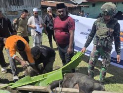 Satgas Yonif 521/DY Rayakan Idul Adha di Masjid Al Aqsa dan Serahkan Hewan Kurban ke Warga Distrik Walesi