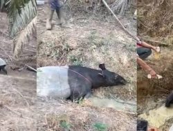 Hebohkan Warga,Tapir Kembali Muncul di Perkebunan Mesuji