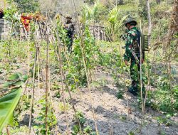 Papua Menuju Ketahanan Pangan Secara Mandiri