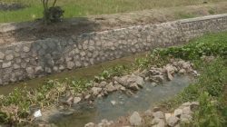 Proyek PSDA Cilacap di Kali Grigil Diduga Asal Jadi, Tuwai Sorotan Warga