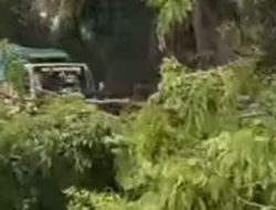 Pohon Tumbang di Jalan Soekarno-Hatta Raja Basa Lukai Pengendara Sepeda Motor